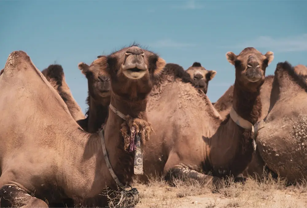 Les voix du Sahara _ Ellipse Bikes